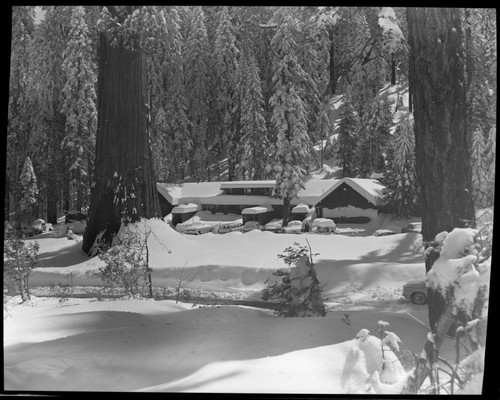 Winter Scenes, Giant Forest Village in snow. Concessioner Facilities. Sentinel Tree