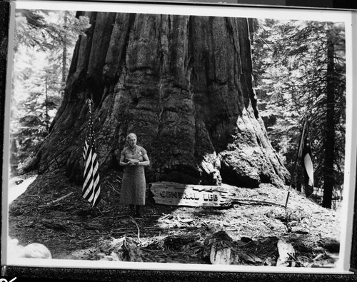 Dedications and Ceremonies, dedication of General Lee Tree, conducted by United Daughters of the Confederacy