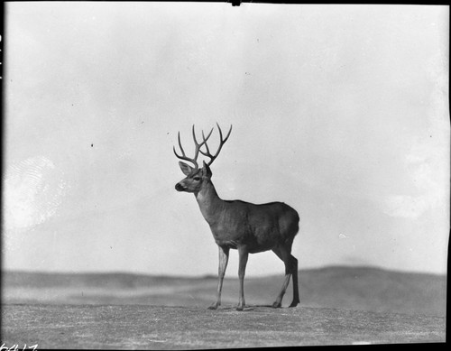 Deer, Mule Deer buck on flat granite, Sunset Rock