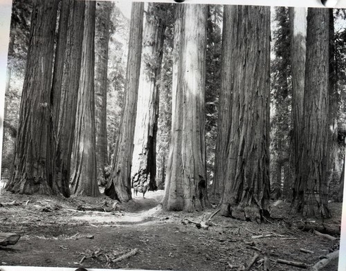 Senate Group, Congress Grove. Ranger unidentified