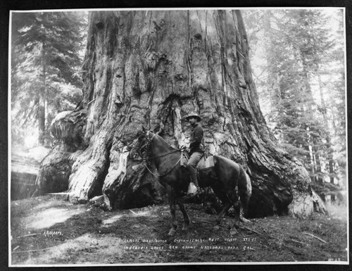 Military, Administration, Cavalryman in front of General Grant Tree