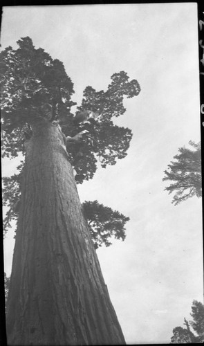 Grant Tree, view up foliage, Giant Sequoia