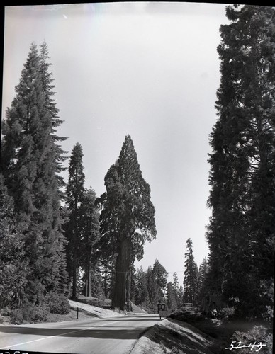 Unnamed Sequoias, rejuvinated tree at Big Stump Entrance Station, Buildings and Utilities