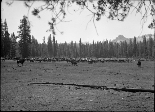 Grazing, Cattle, Meadow Studies, Misc. Meadows, roundup at Rowell, Lackey's gathering