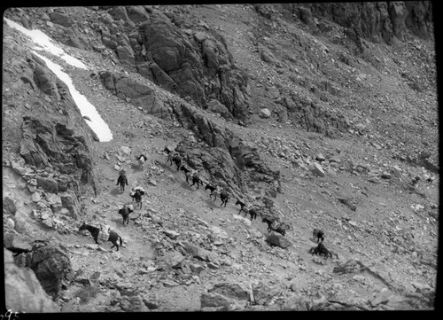 Stock Use, Trails, Pack string ascending south side of Pinchot Pass