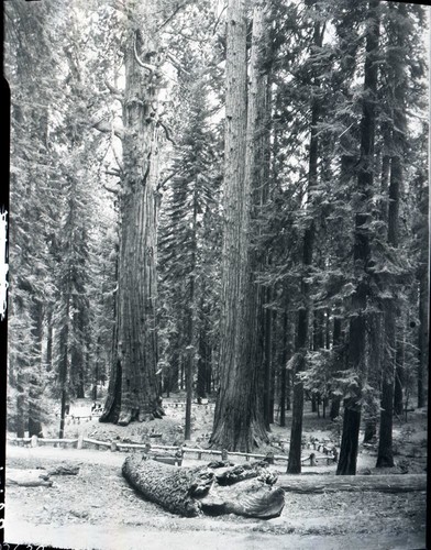 General Sherman Tree