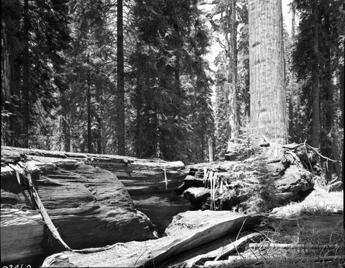 Fallen Giant Sequoias, Tree fell in 1953