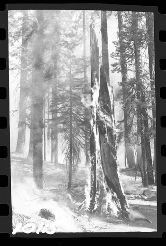 Prescribed burns burning snag prometheus, Prescribed burn Crescent Meadow