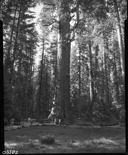 General Sherman Tree