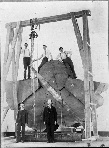 American Museum of Natural History, Giant Sequoia Sections, Reassembling sequoia section. S. David Dill in dark suit