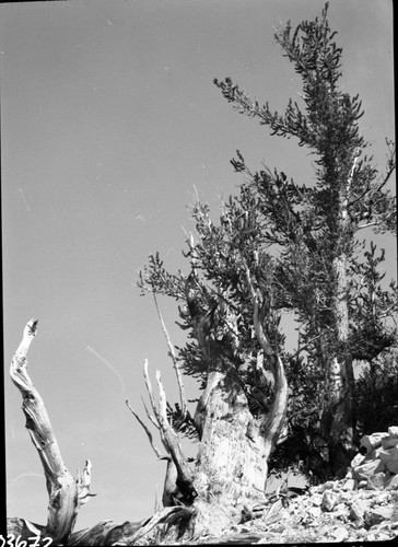 Misc. Trees, Foliage, Cones or Fruit. Bristlecone Pine, Alpha Tree in Schulman Grove, 4300 years old