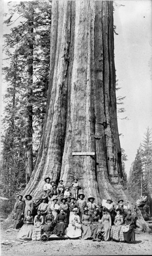 Miscellaneous Named Giant Sequoias, Mark Twain Tree before felling. Misc. Groups