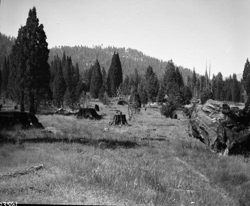 Logging, Stumps and second growth. Misc. Basins