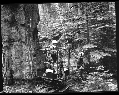 Research, Misc. Resource Management Concerns, Giant Sequoia. Elevator Tree in Dr. Hartesveldt's research on Redwood Mountain. Charlie Castro Handling ropes