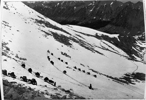 Stock Use, Pack String ascending north side of Foresters Pass