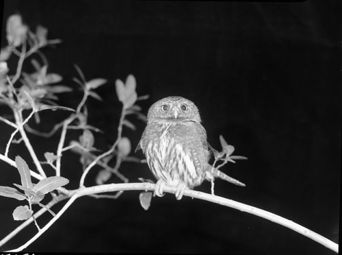 Owls, Northern Pygmy Owl. Hit by car, broken wing and dysfunction in right eye