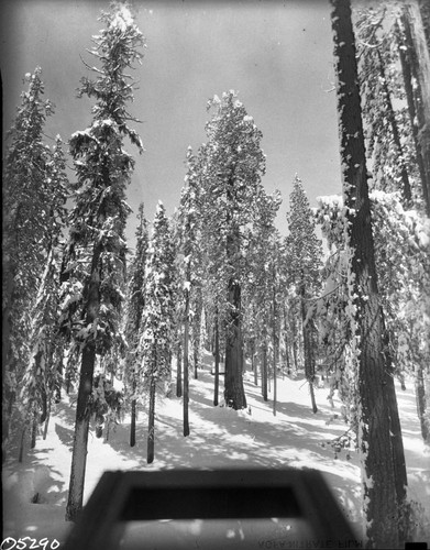 Giant Sequoia winter scenes, Misc. Named Giant Sequoias, Clara Barton Tree. Crop from bottom