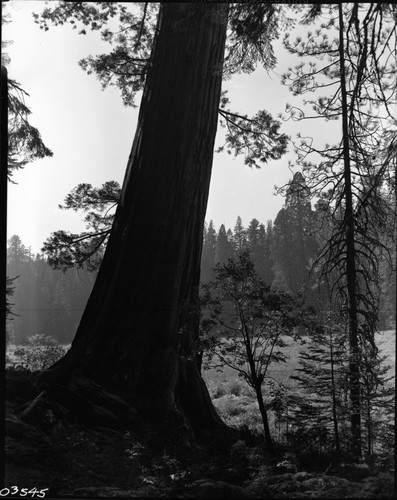 Giant Sequoia, Leaning sequoia, Log Meadow, Tharp's Log