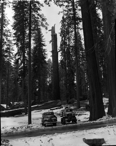 Fallen Giant Sequoias, Lightning struck sequoia adjacent to Leaning Tree cut in 1950, fire started March 23