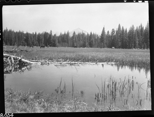 Meadow studies, fenced tourist pasture adjacent to meadow. Misc. Meadows, Stock Use