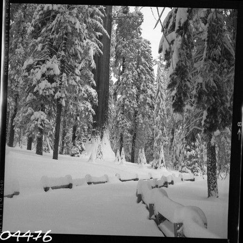 Winter Scenes, Grant Tree area