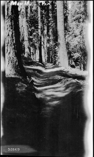 Trails, Mixed Coniferous Forest, beginning of High Sierra Trail