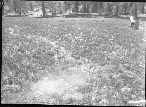 Meadow studies, water has cut through sod and seems on way to deep erosion