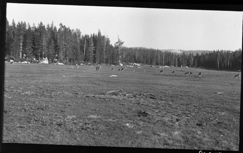 Deer, Mule Deer group in Hockett Meadow