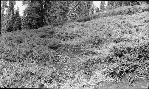 Research Plots, deer quadrat on trail near first stream crossing