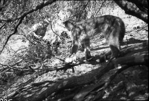 Misc. Mammals, Mountain Lion in trap, Grizzly Creek