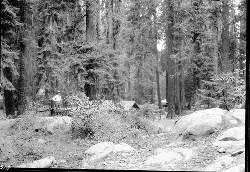 Construction, surveyed route of Generals Highway, note man in photo. Mixed Coniferous Forest, Giant Forest