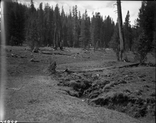 Meadow Studies, Stringer in poor condition, Field notebook pg 1097