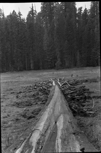 Fallen Giant Sequoias, norhteast corner of Crescent Meadow, Hugh Parkes in meadow