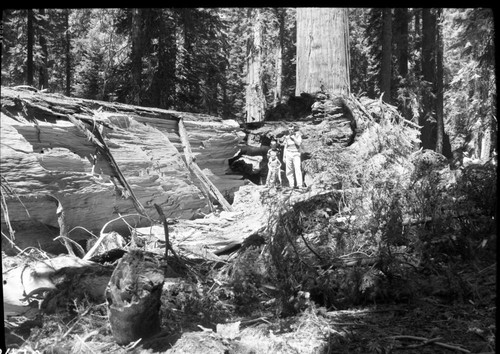 Fallen Giant Sequoias, Giant sequoia with fell near the Founders Group on August 22,1953