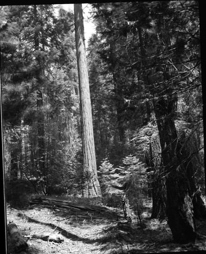 Giant Sequoias