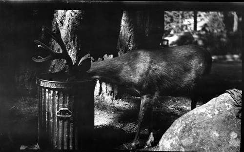 Deer, Mule Deer eating out of garbage can