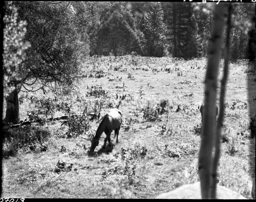 Meadow studies, Lower Paradise Meadow, permanent meadow photo plot study. Crop from right