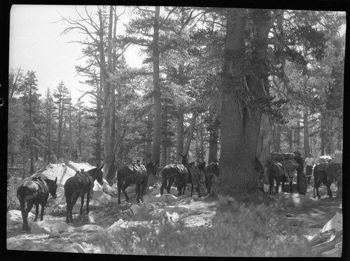 Camping, Stock use, Sierra Club Backcountry Trips , mules being loaded