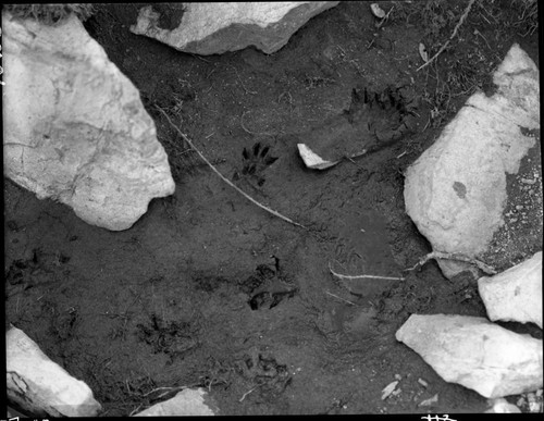 Misc. mammals, marmot tracks in receding snow pool