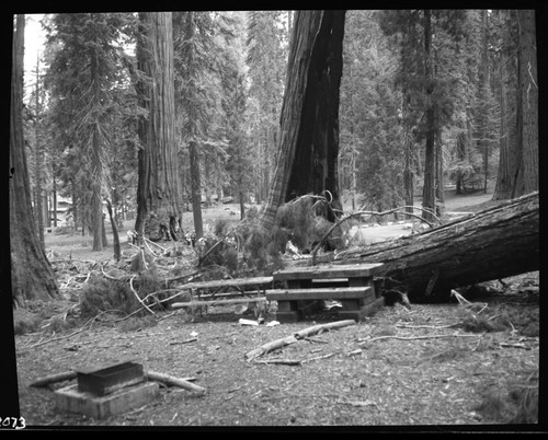 Hazard Trees, No. M-12 fell at 2pm striking No. 39 at Hazelwood picnic area