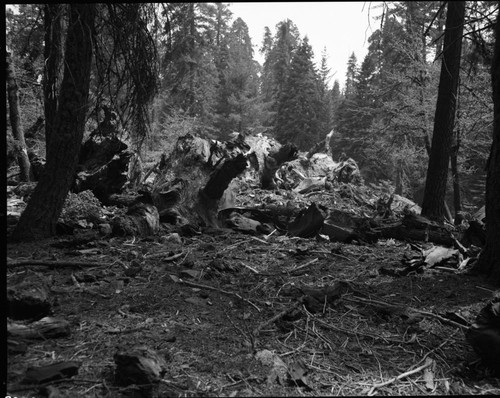 Buttress Tree, The day it fell, showing damage, broken top section