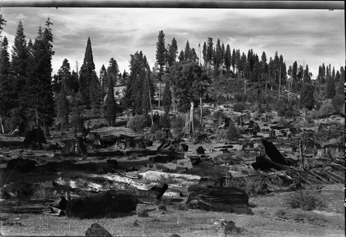 Logging, Stump Meadow