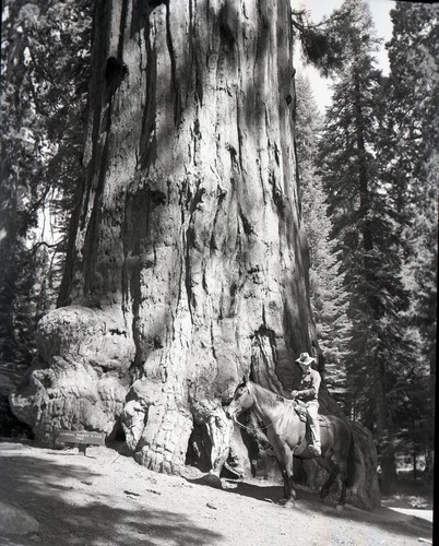 General Lee Tree. Duane Woolworth on horse