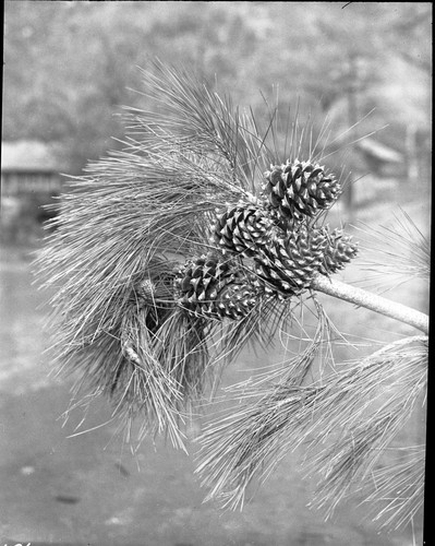 Digger Pine, Cones and foliage