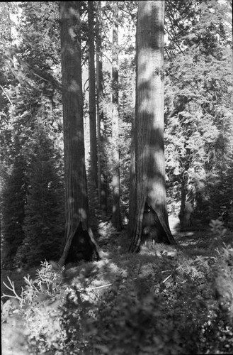 Giant Sequoia, Mixed Coniferous Forest Plant Community, Redwood Mountain Grove