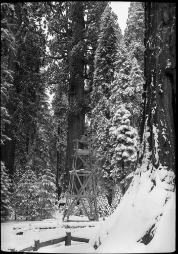 General Sherman Tree, showing tower built for B. Anthony Stewart of National Geographic Society to Photograph tree