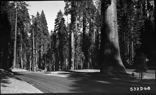 Generals Highway at Giant Forest Village