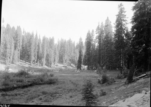 Unknown photographer, unknown date. Halstead Meadow SNP, Misc Meadows, Halstead Meadow from new Generals Highway. Montane Meadow Plant Community, Red Fir Plant Community