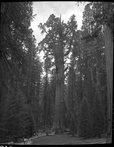 General Sherman Tree