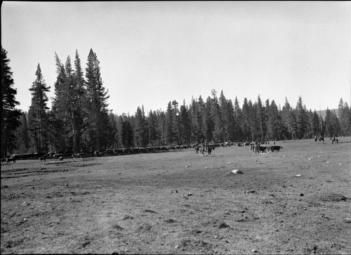 Grazing, Meadow Studies, Misc. Meadows, roundup at Rowell, Lackey's gathering